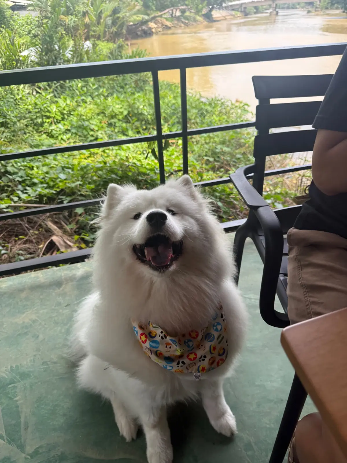 คดข้าว pets image 1