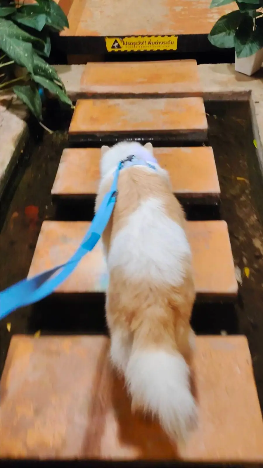 ครัวบ้านแม่ pets image 1