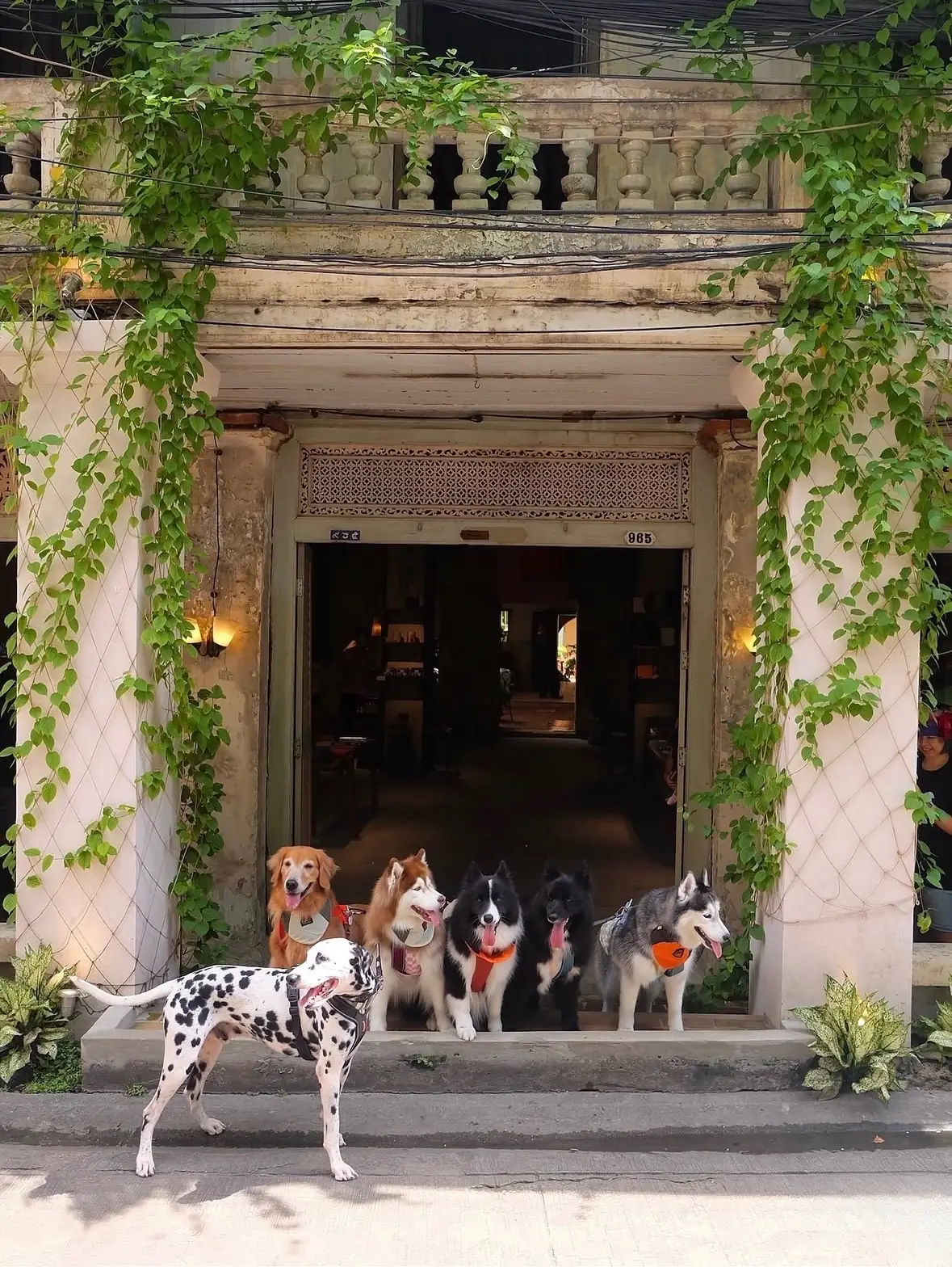 965bkk pets image 1