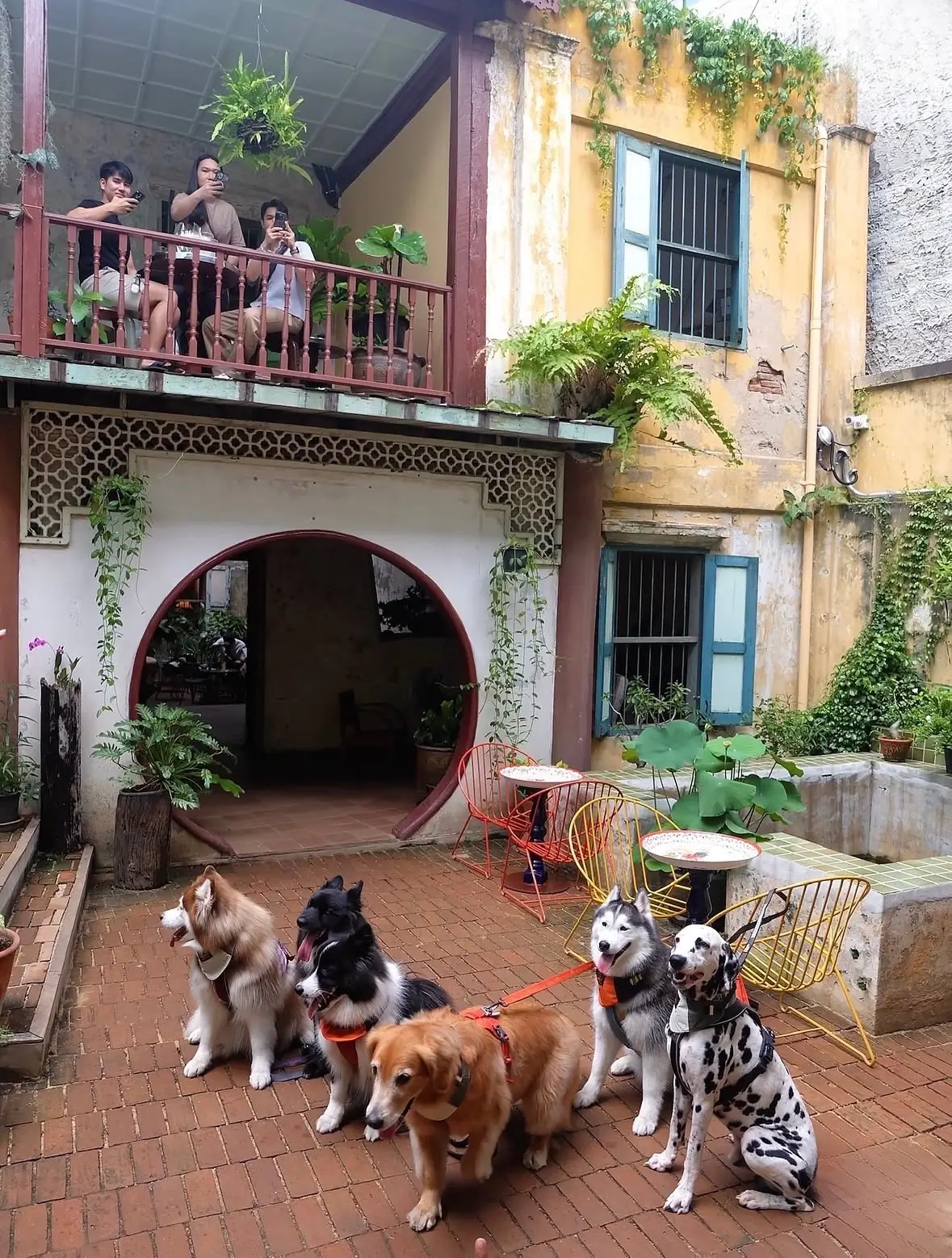 965bkk pets image 2