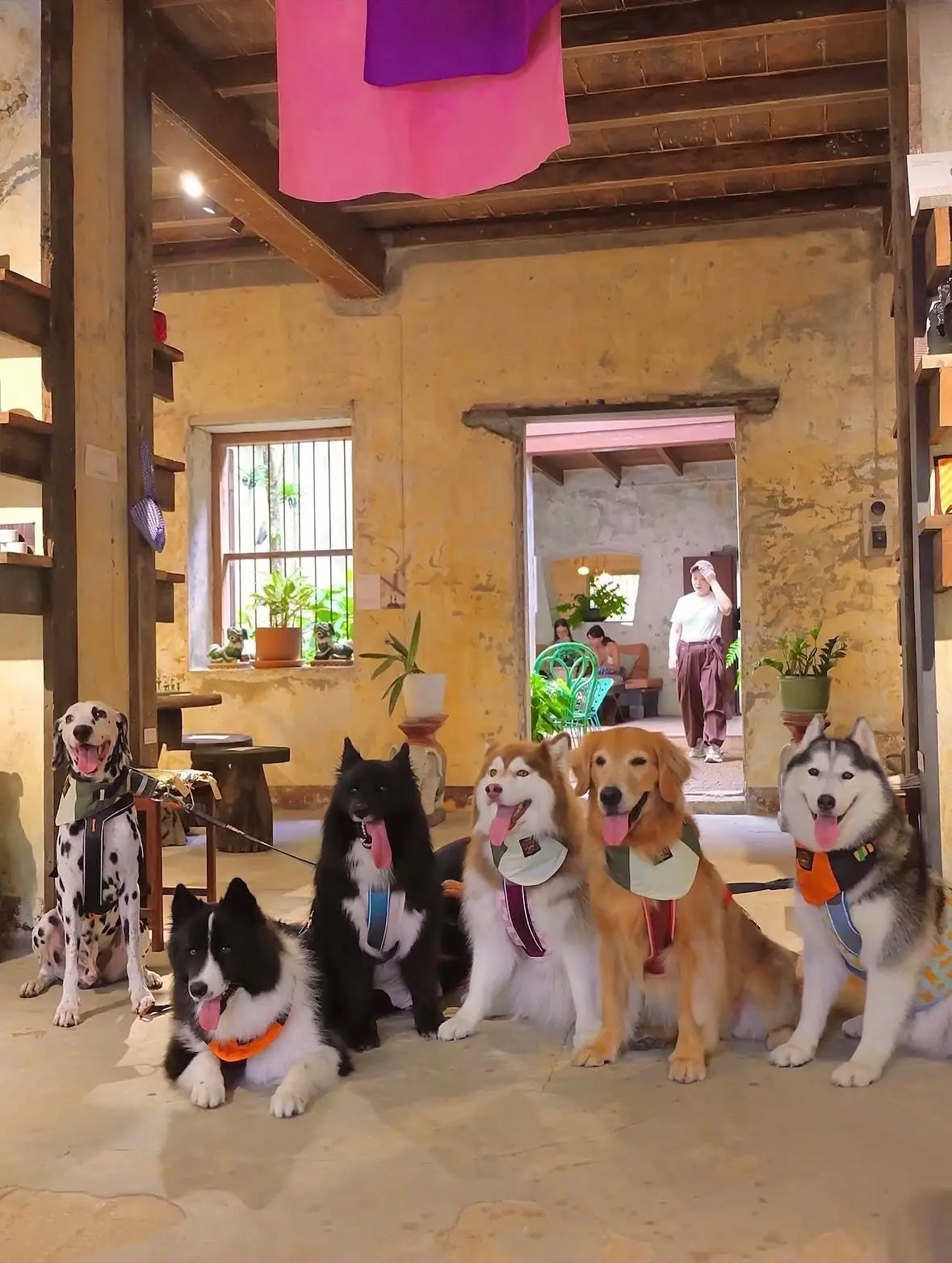 965bkk pets image 3