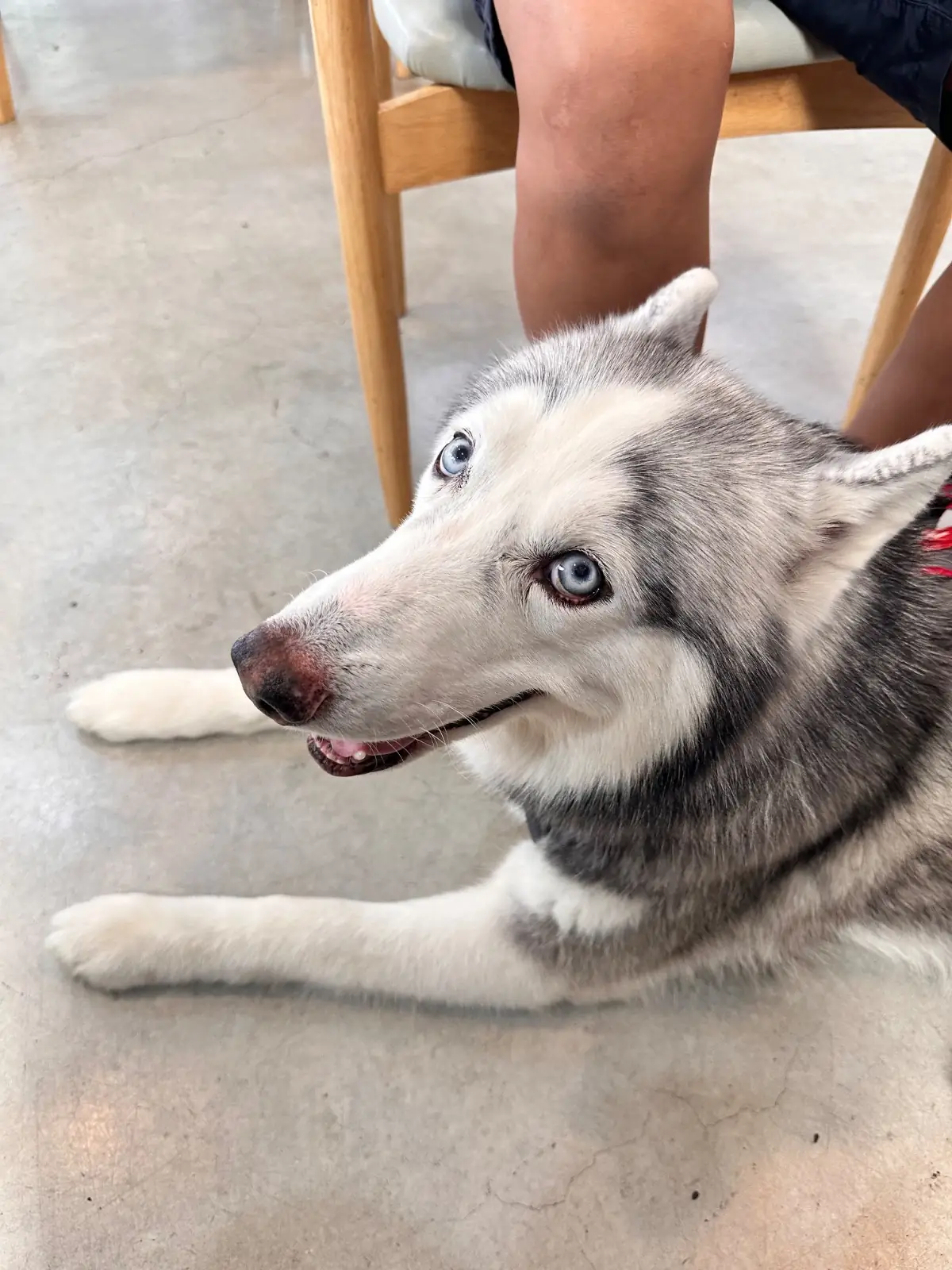 hugmhaland pets image 2