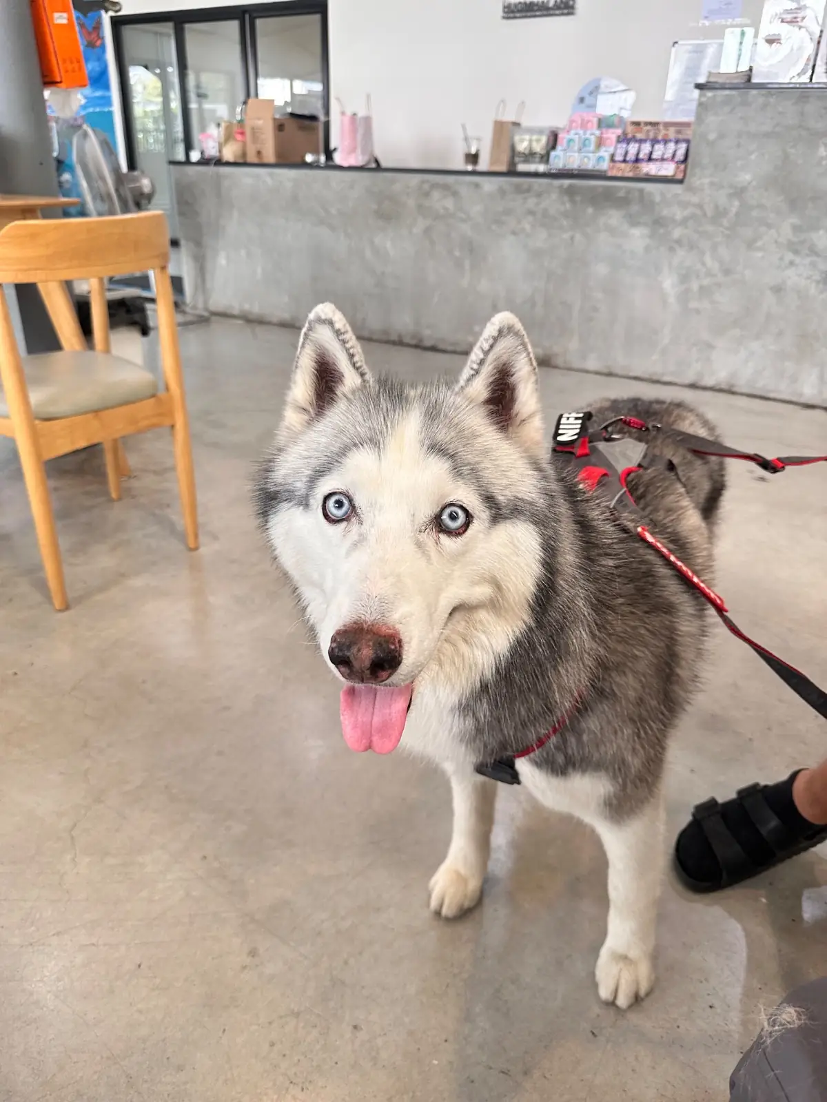 hugmhaland pets image 4