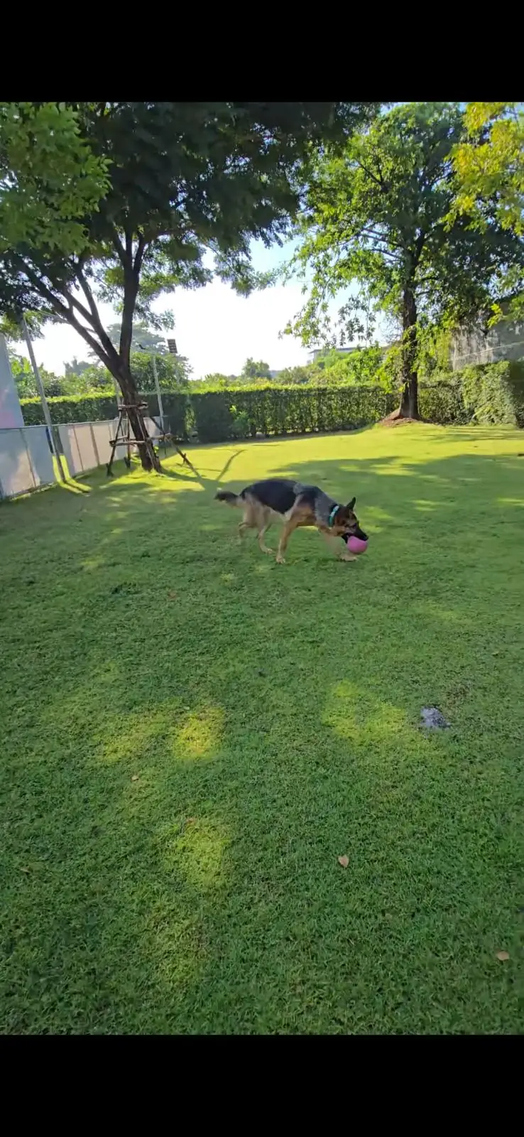 hugmhaland pets image 1