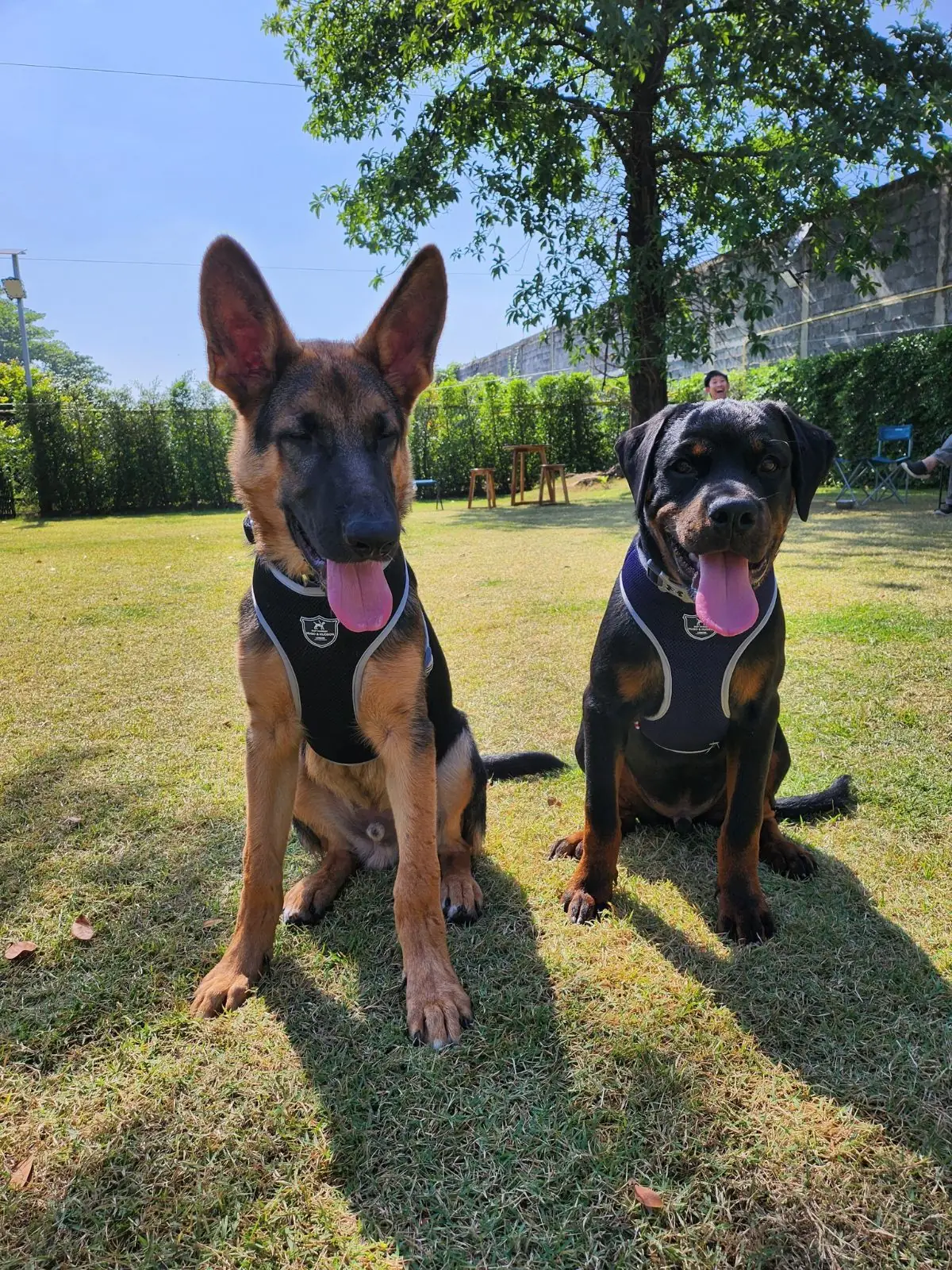 hugmhaland pets image 8