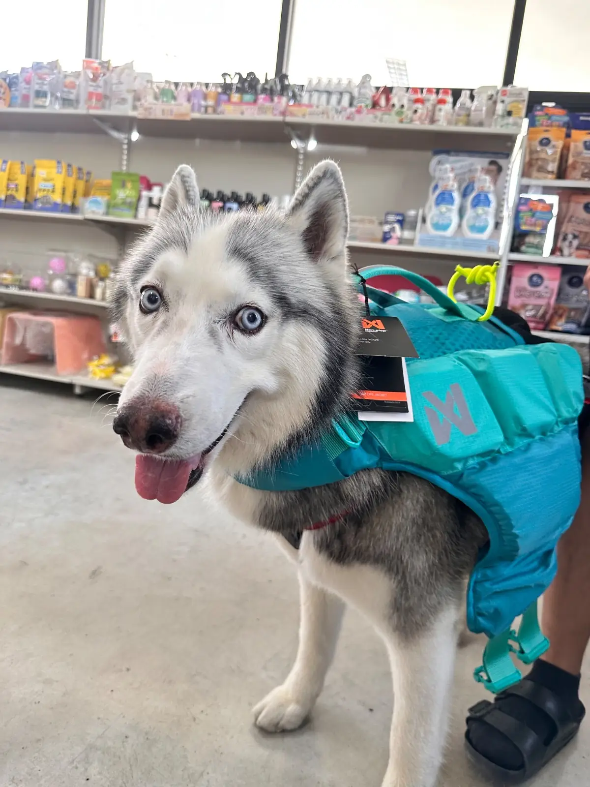 hugmhaland pets image 3