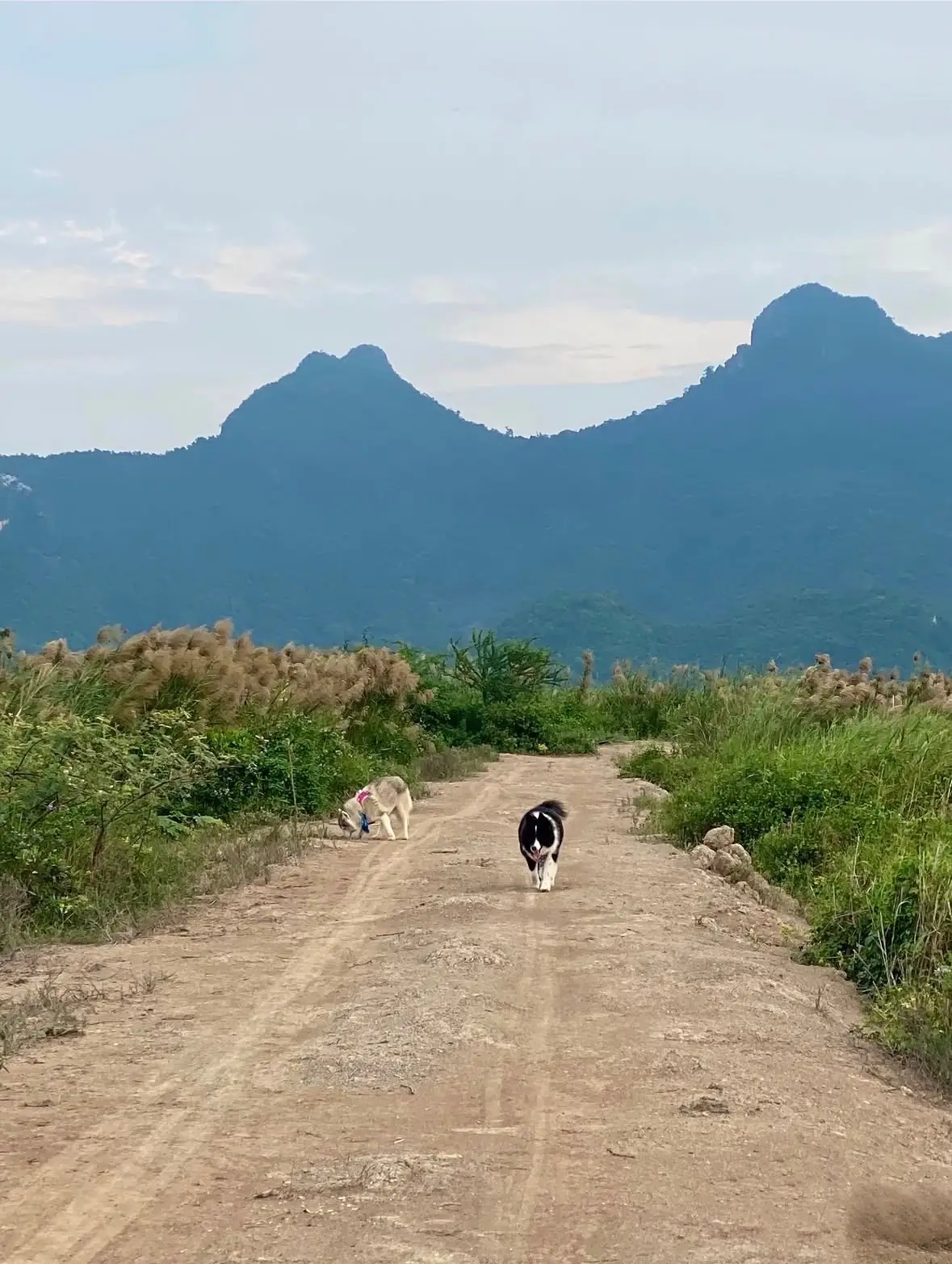 เขาสามร้อยยอด pets image 2