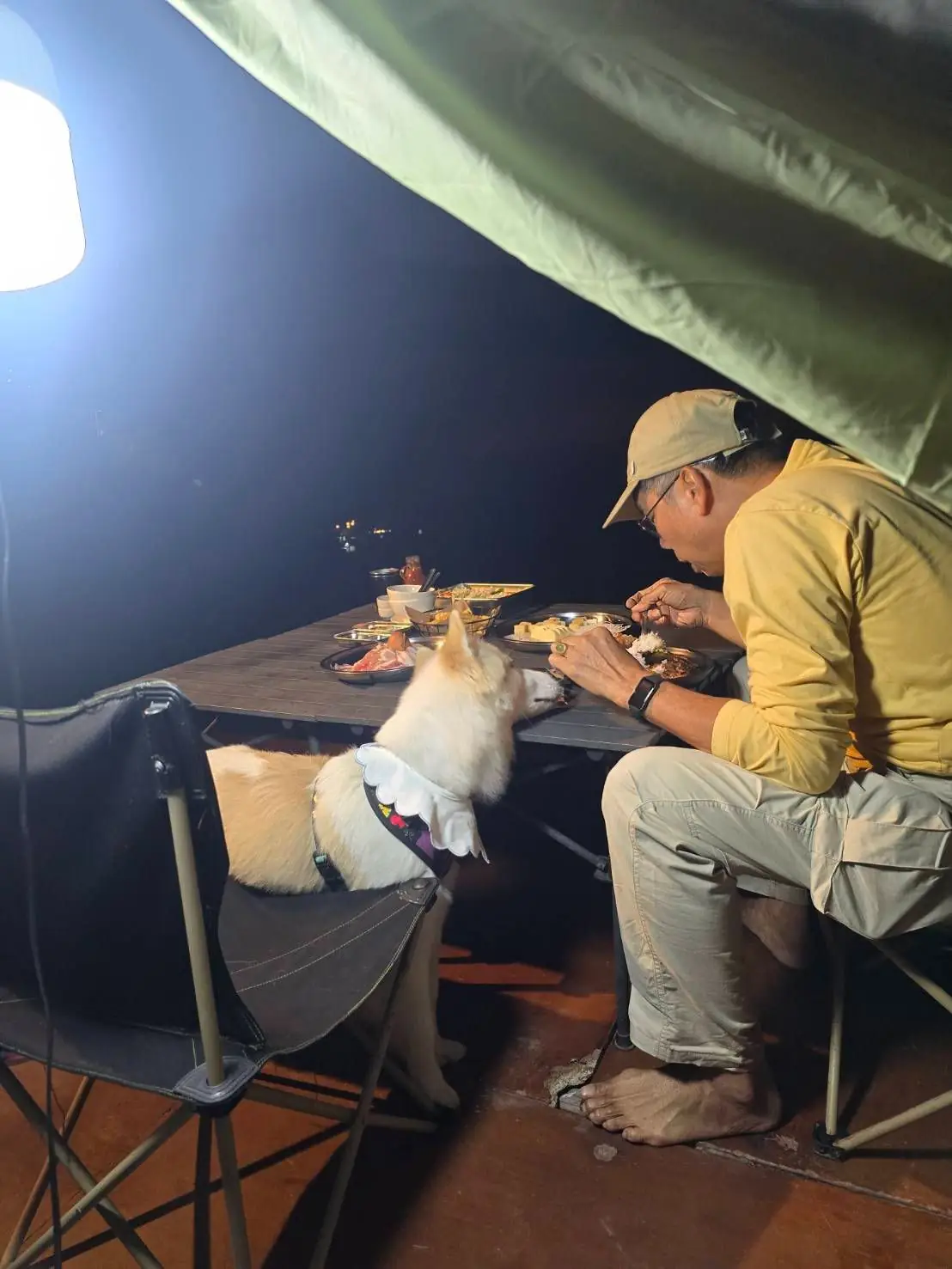 แคมป์ดอยช้าง pets image 6