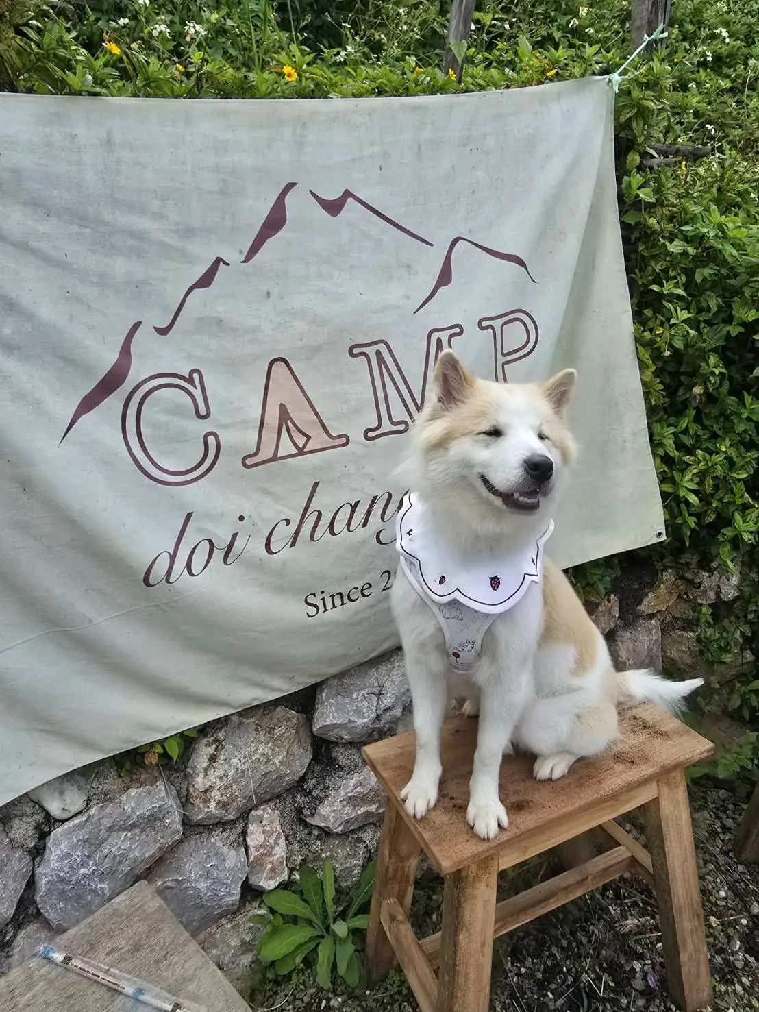 แคมป์ดอยช้าง pets image 3