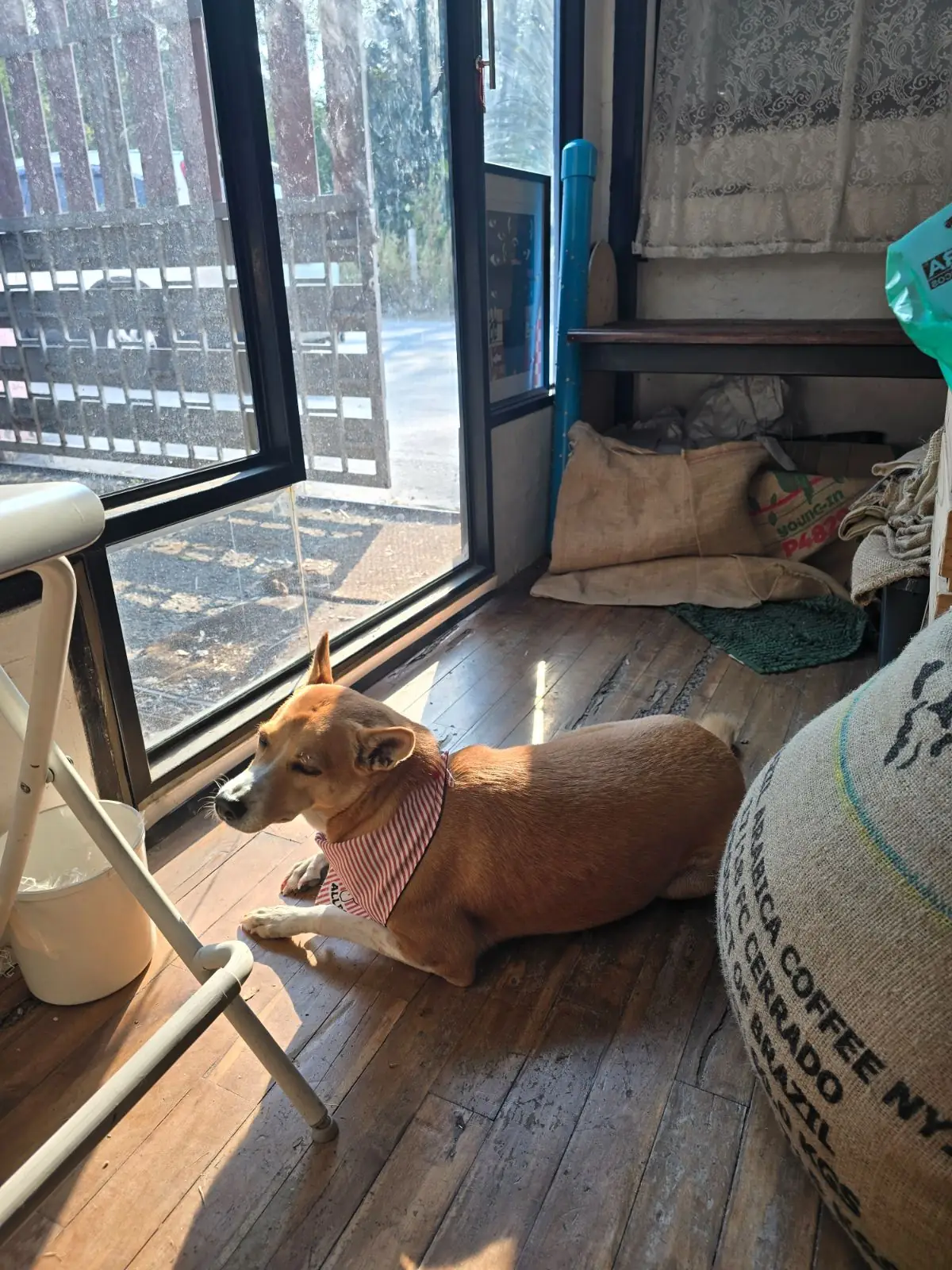 Juntr Coffee Roastery pets image 2