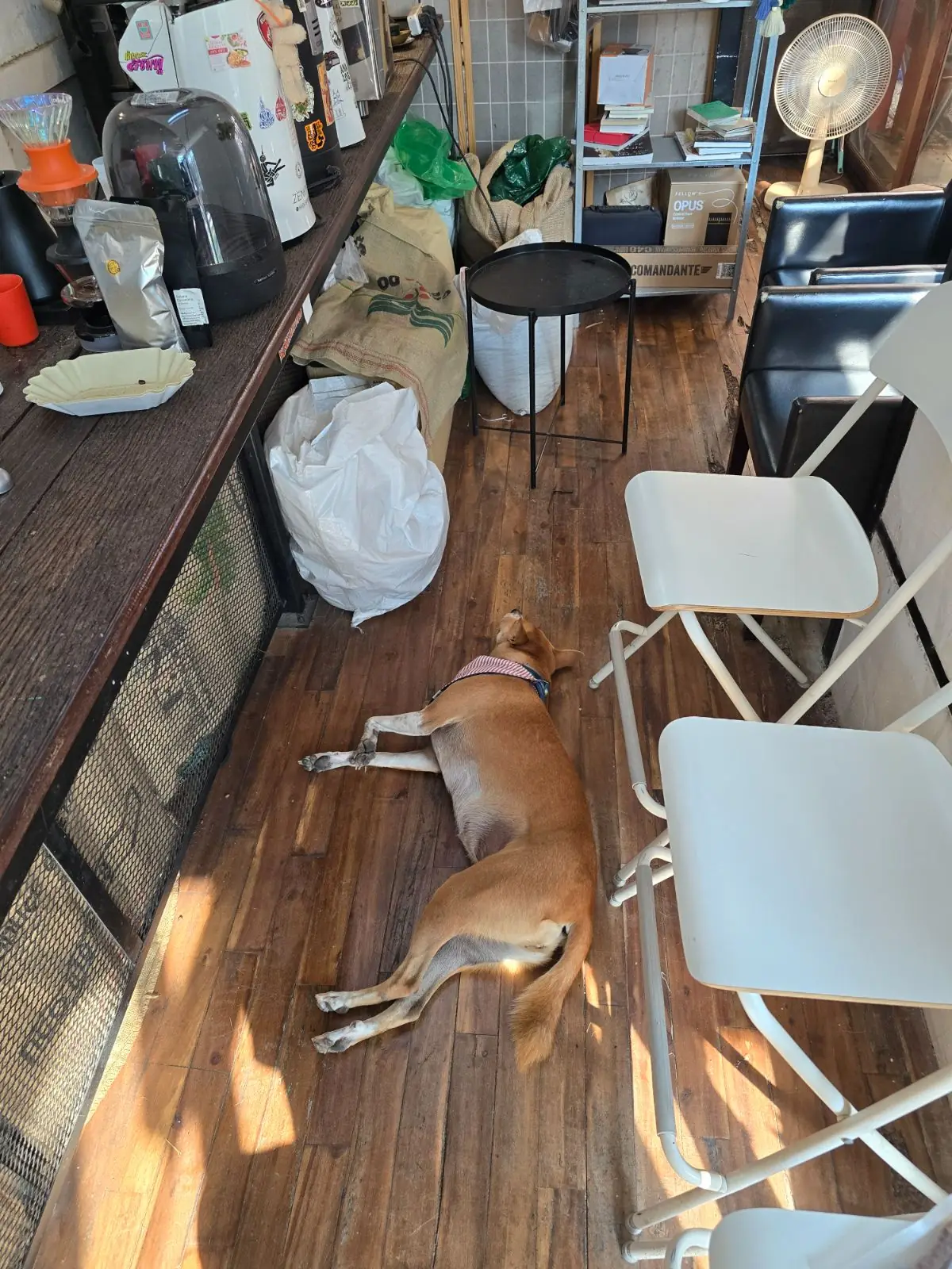 Juntr Coffee Roastery pets image 1