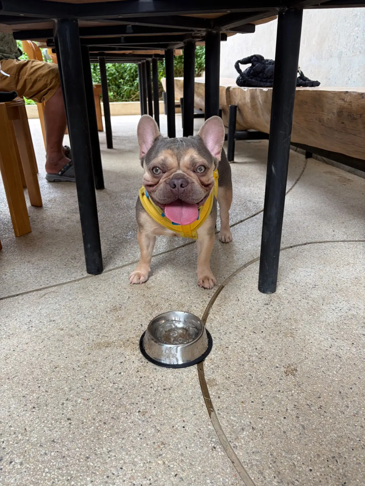 Annun pets image 1