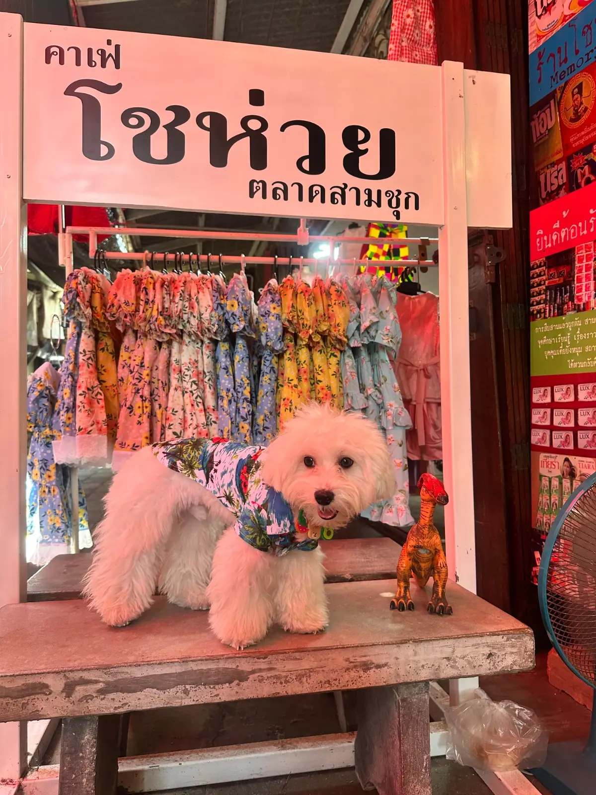 ร้านโชห่วย ตลาดท่าช้าง pets image 1