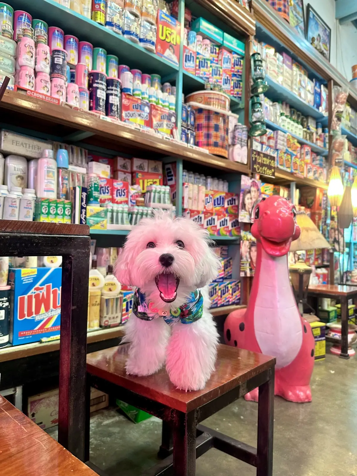 ร้านโชห่วย ตลาดท่าช้าง pets image 2