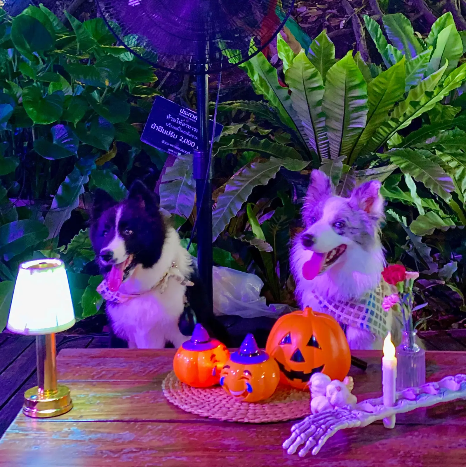 The Camellia pets image 2