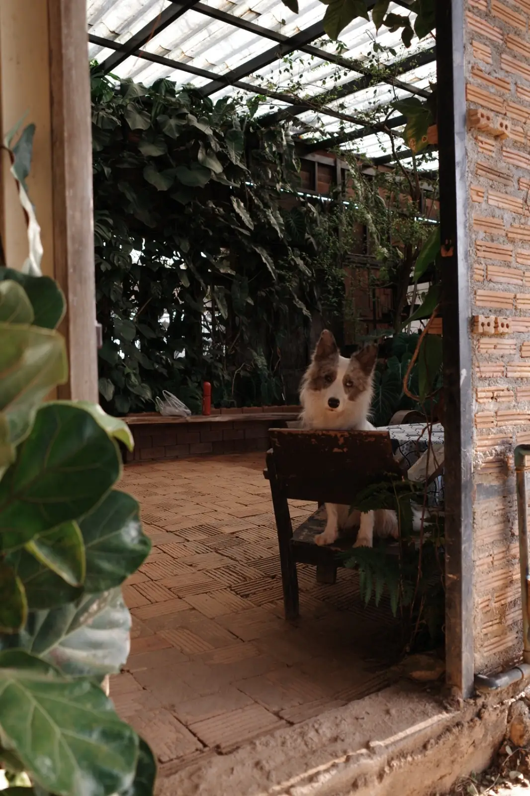 akipu homestay pets image 2