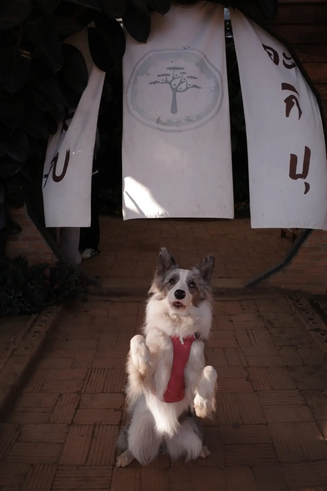 akipu homestay pets image 1