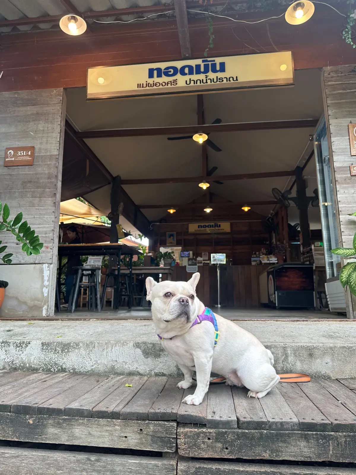 ทอดมัน แม่ผ่องศรี - ปากน้ำปราณ pets image 1