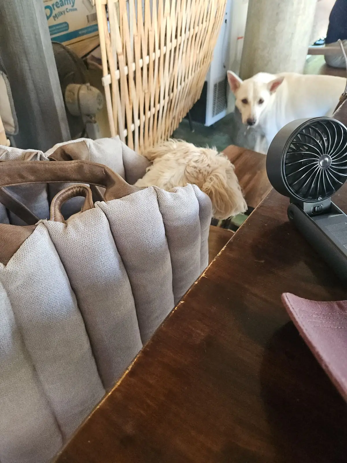 เชฟเต้บ้านไร่ pets image 2