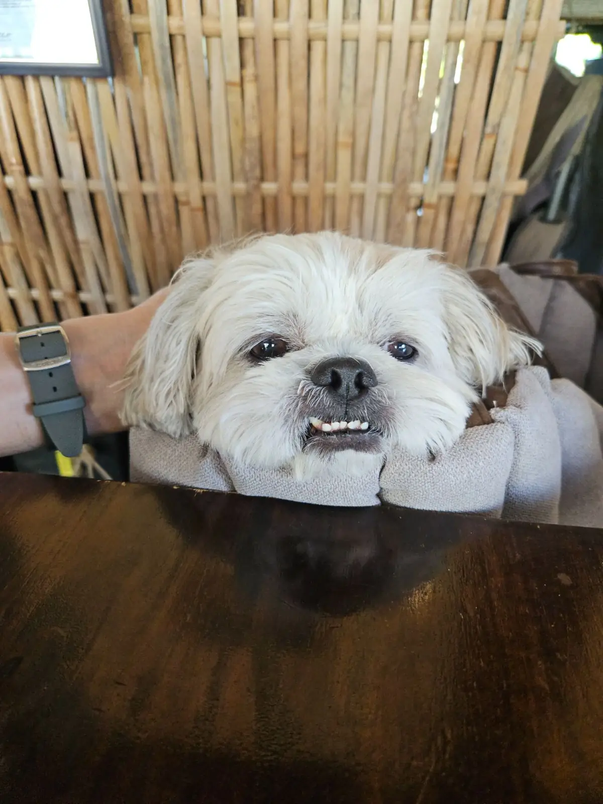 เชฟเต้บ้านไร่ pets image 4