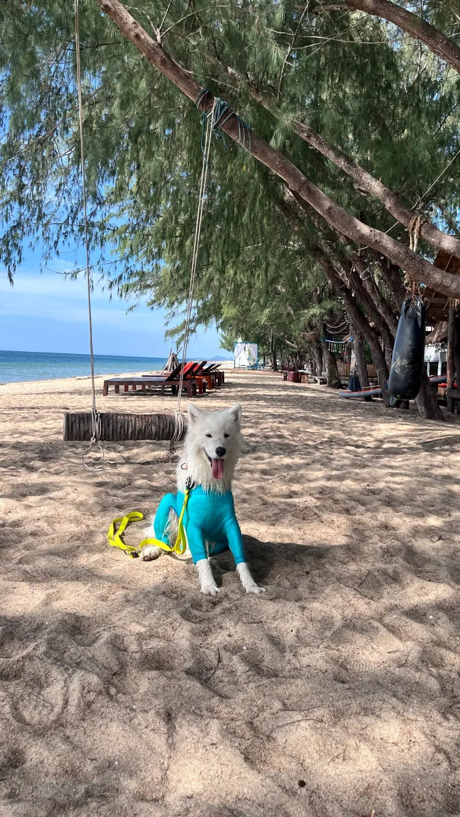 Mumsa Beach Resort & Restaurant pets image 1