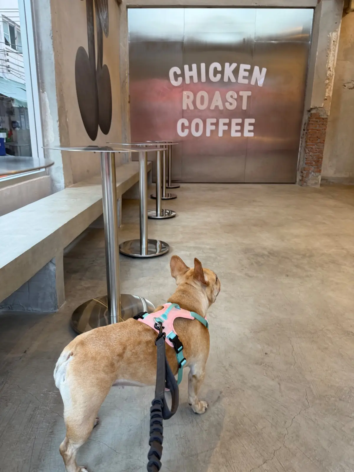 Chicken Roast Coffee - Flagship Store pets image 1