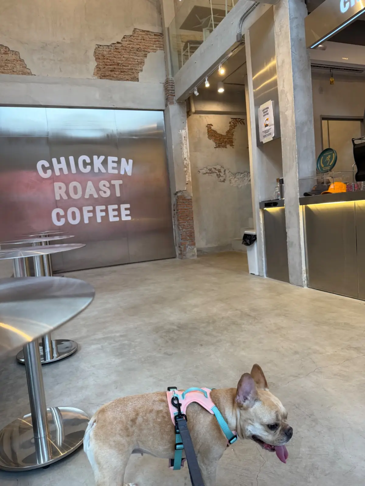 Chicken Roast Coffee - Flagship Store pets image 4