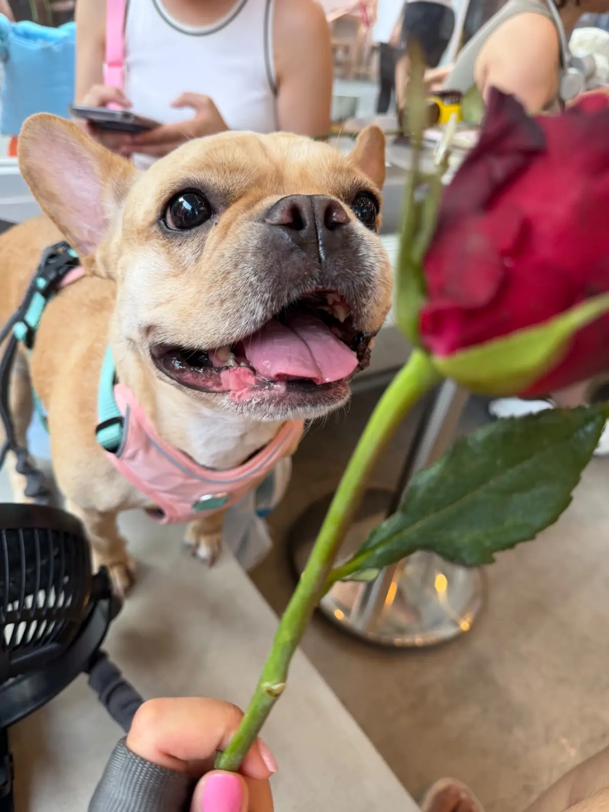 Chicken Roast Coffee - Flagship Store pets image 2