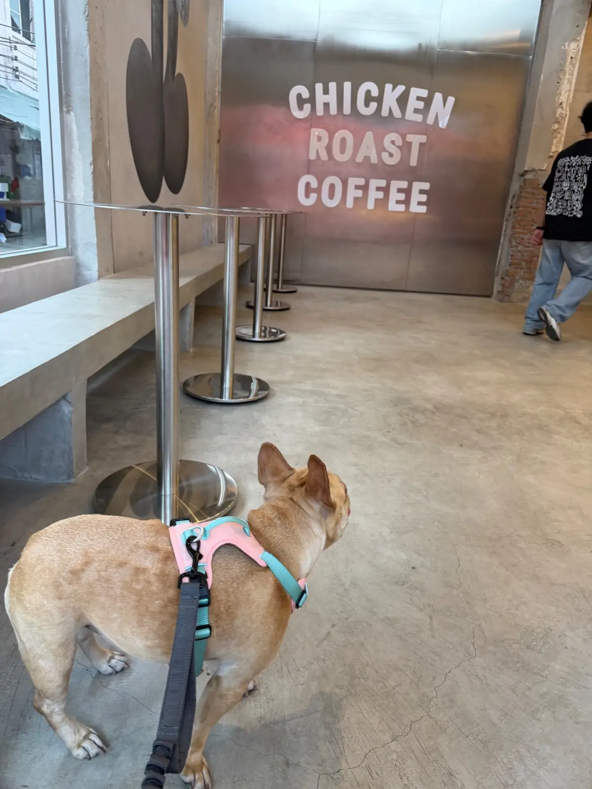 Chicken Roast Coffee - Flagship Store pets image 3