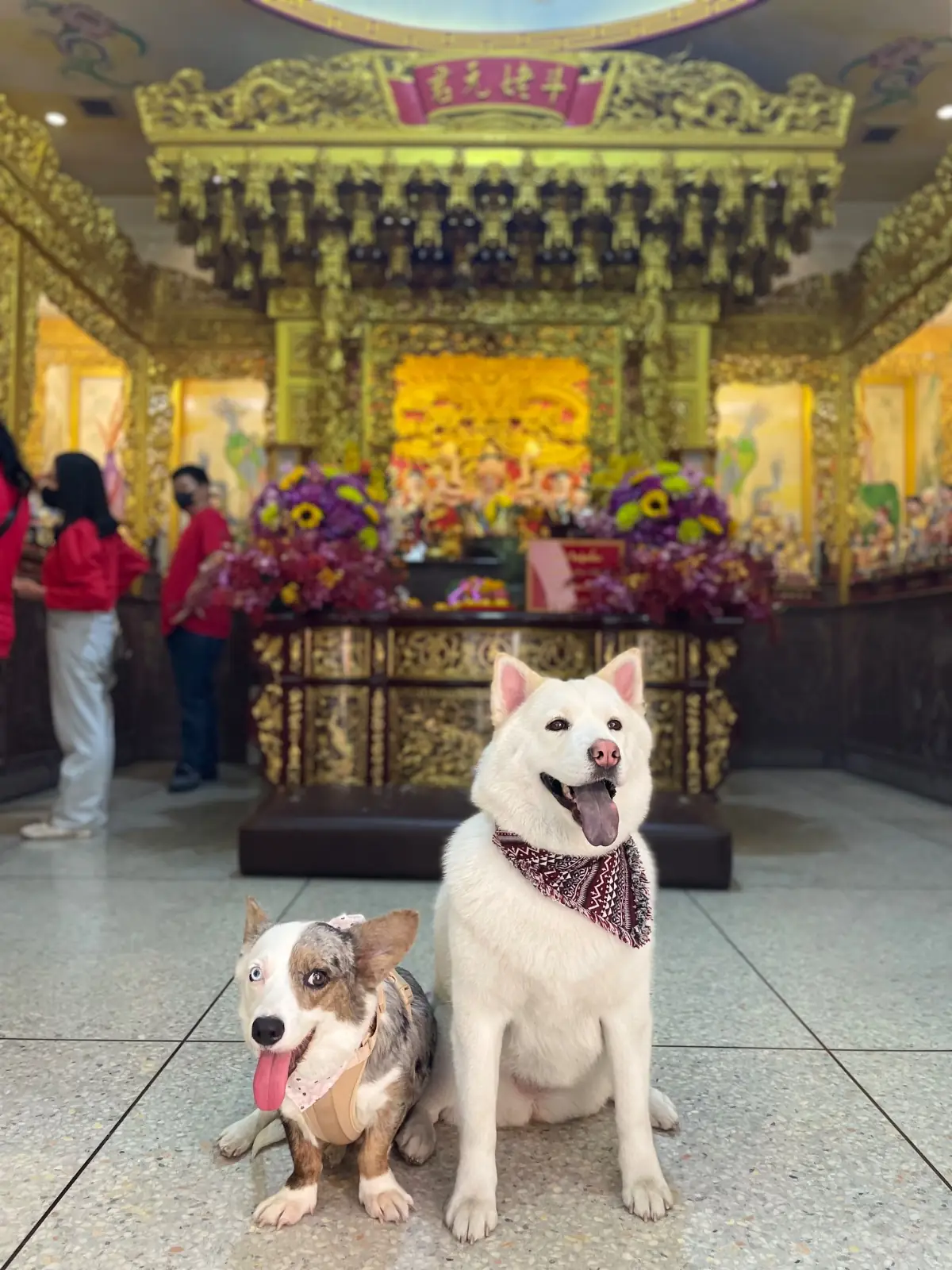 วัดธรรมกตัญญู pets image 1