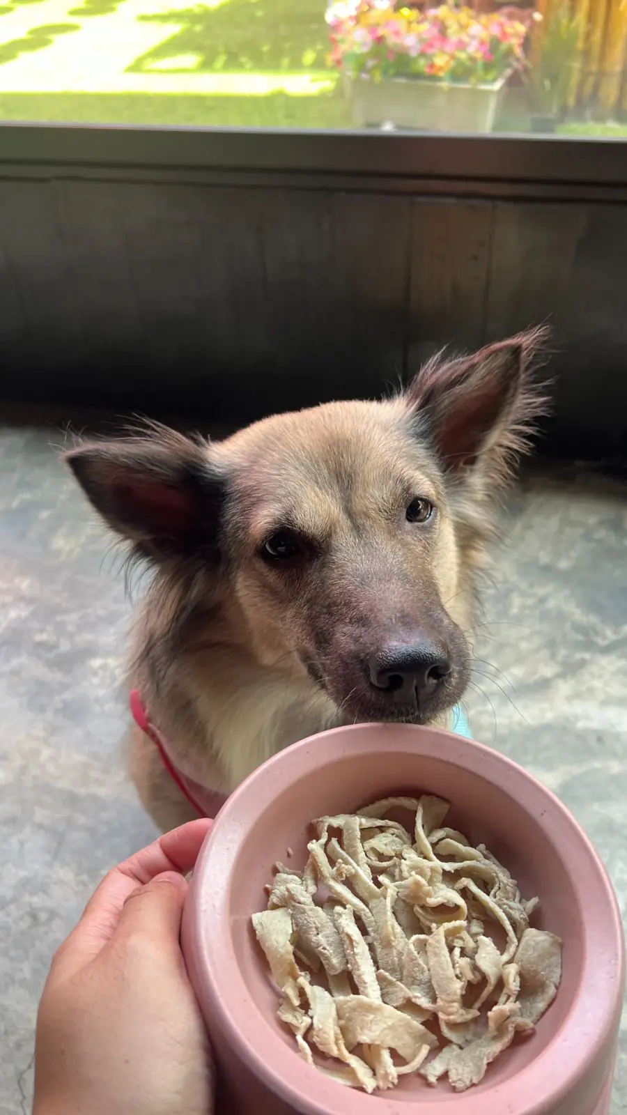 KO-YA pets image 7