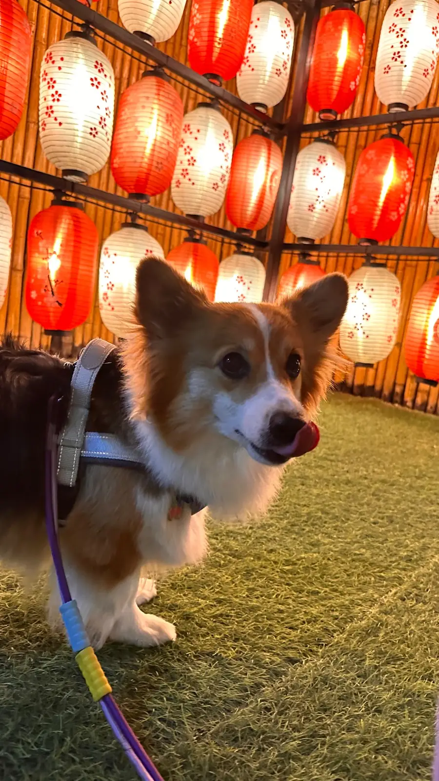 KO-YA pets image 2