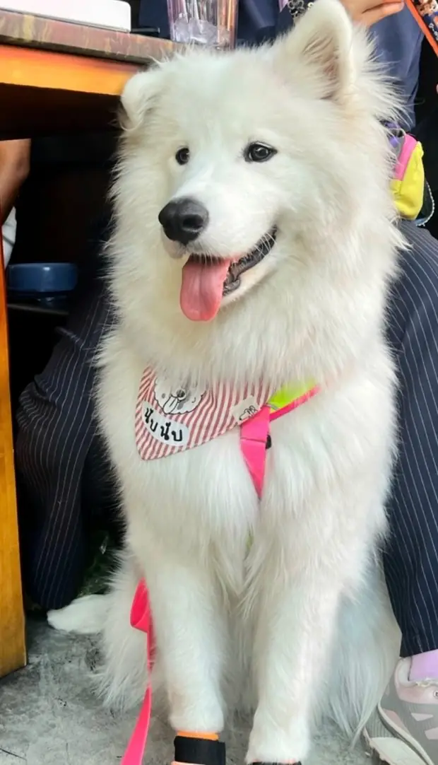 KO-YA pets image 5