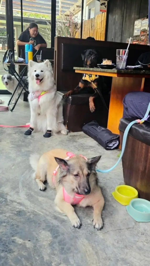 KO-YA pets image 8