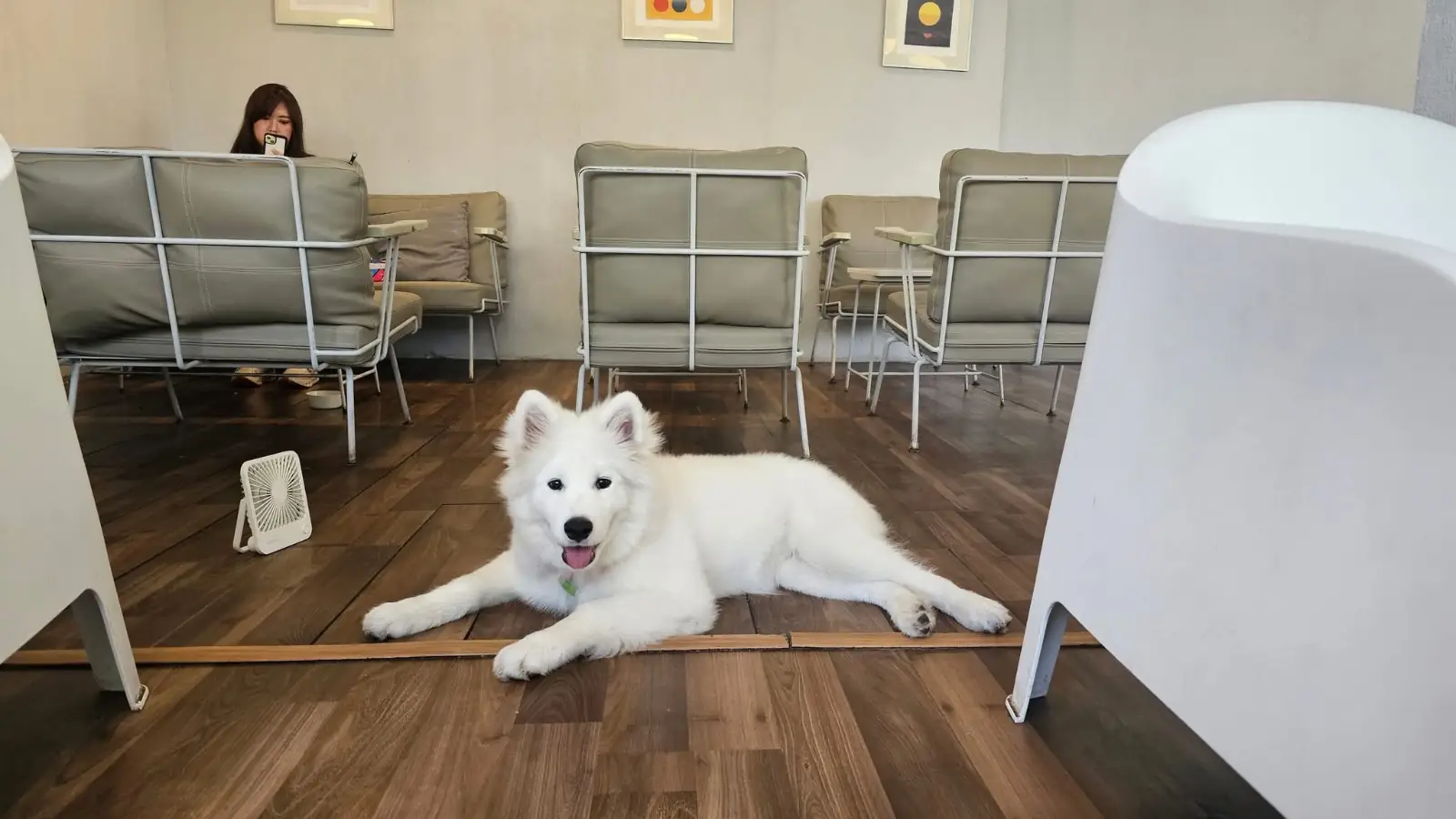 Hotto Bun - ม.เกษตร pets image 2