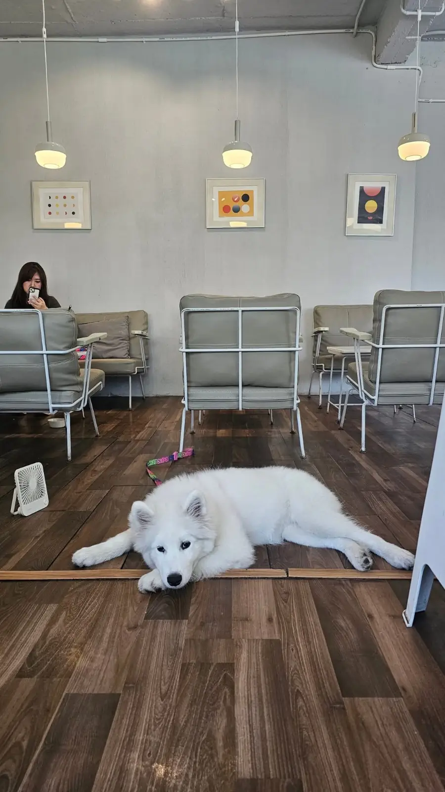 Hotto Bun - ม.เกษตร pets image 1