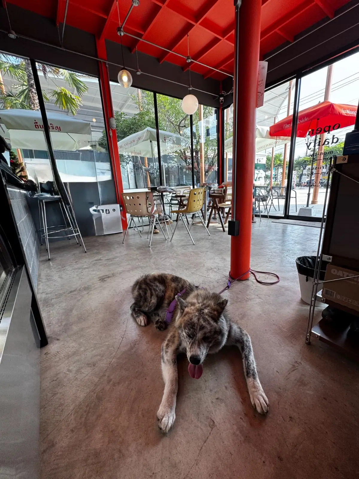 wake and grow coffee - Suanluang Rama IX pets image 2