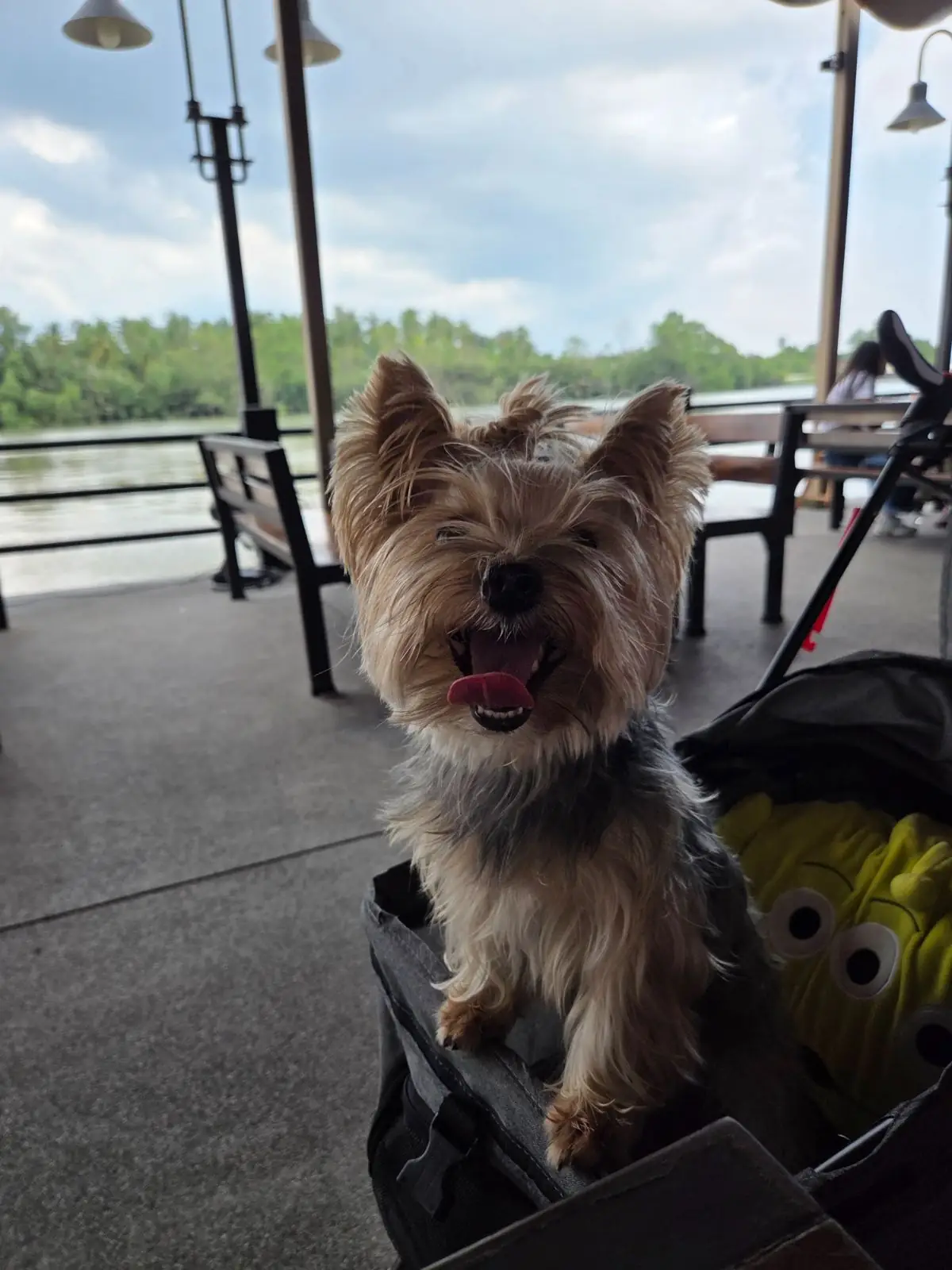 The Pomelo Amphawa pets image 1