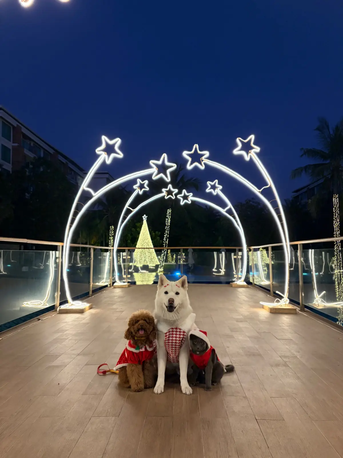 Amari huahin pets image 1