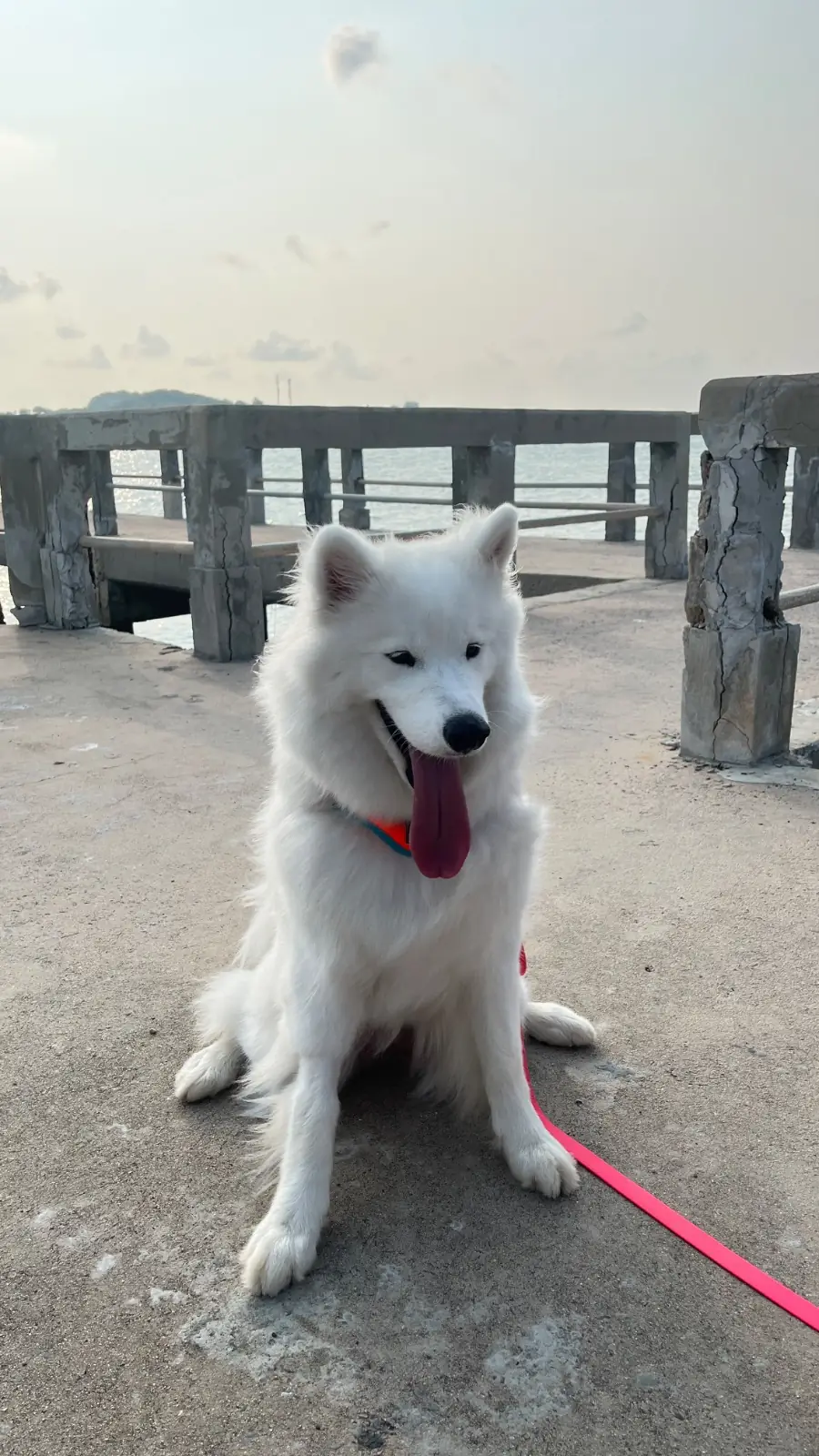 Khao Ma Cho pets image 1