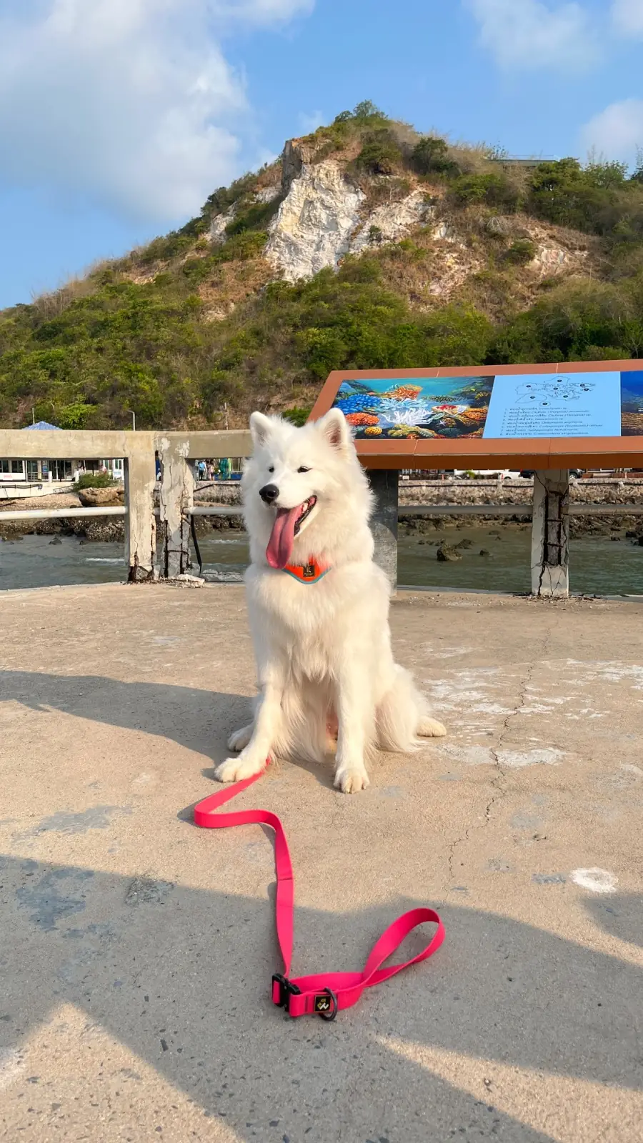 Khao Ma Cho pets image 2