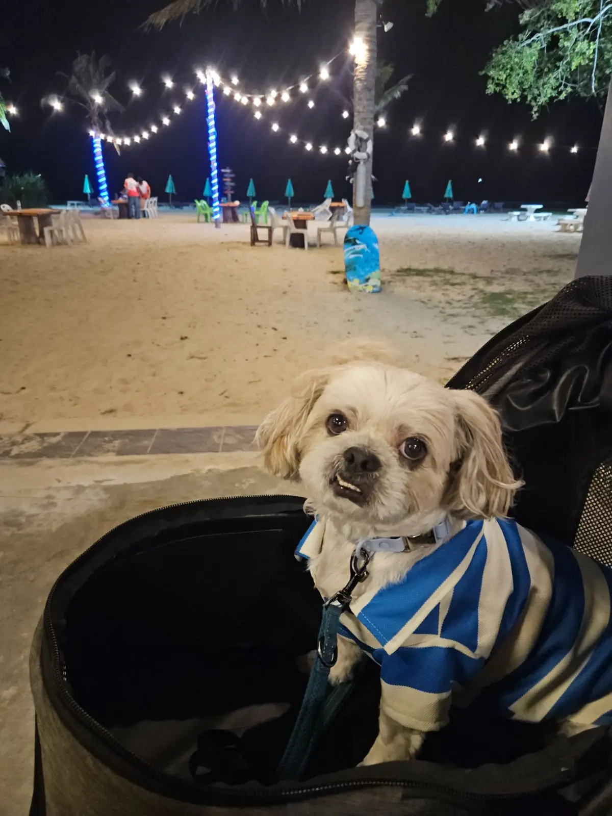 One Beach Restaurant & Thai Massage pets image 1