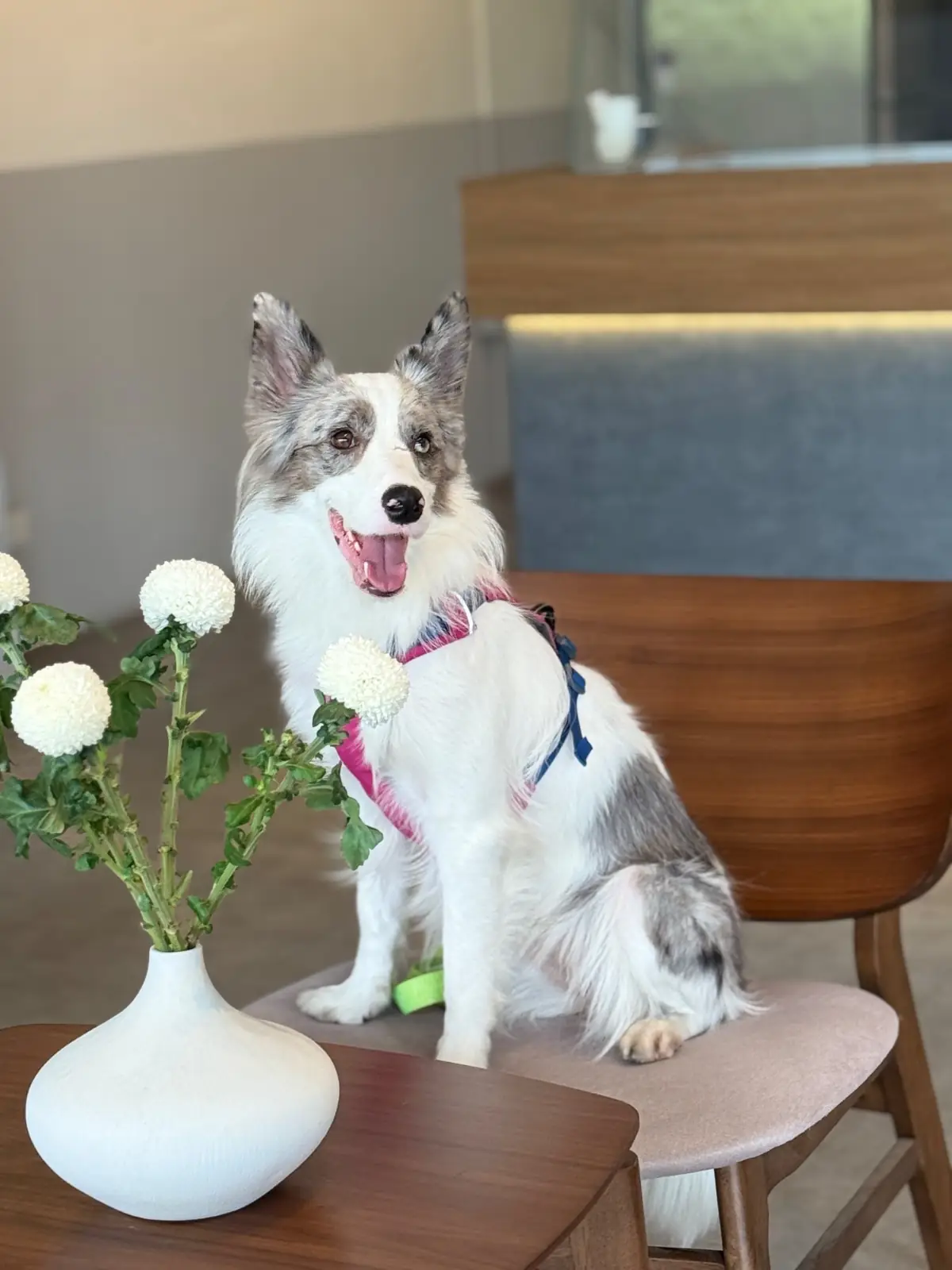 7SUNS HQ pets image 1