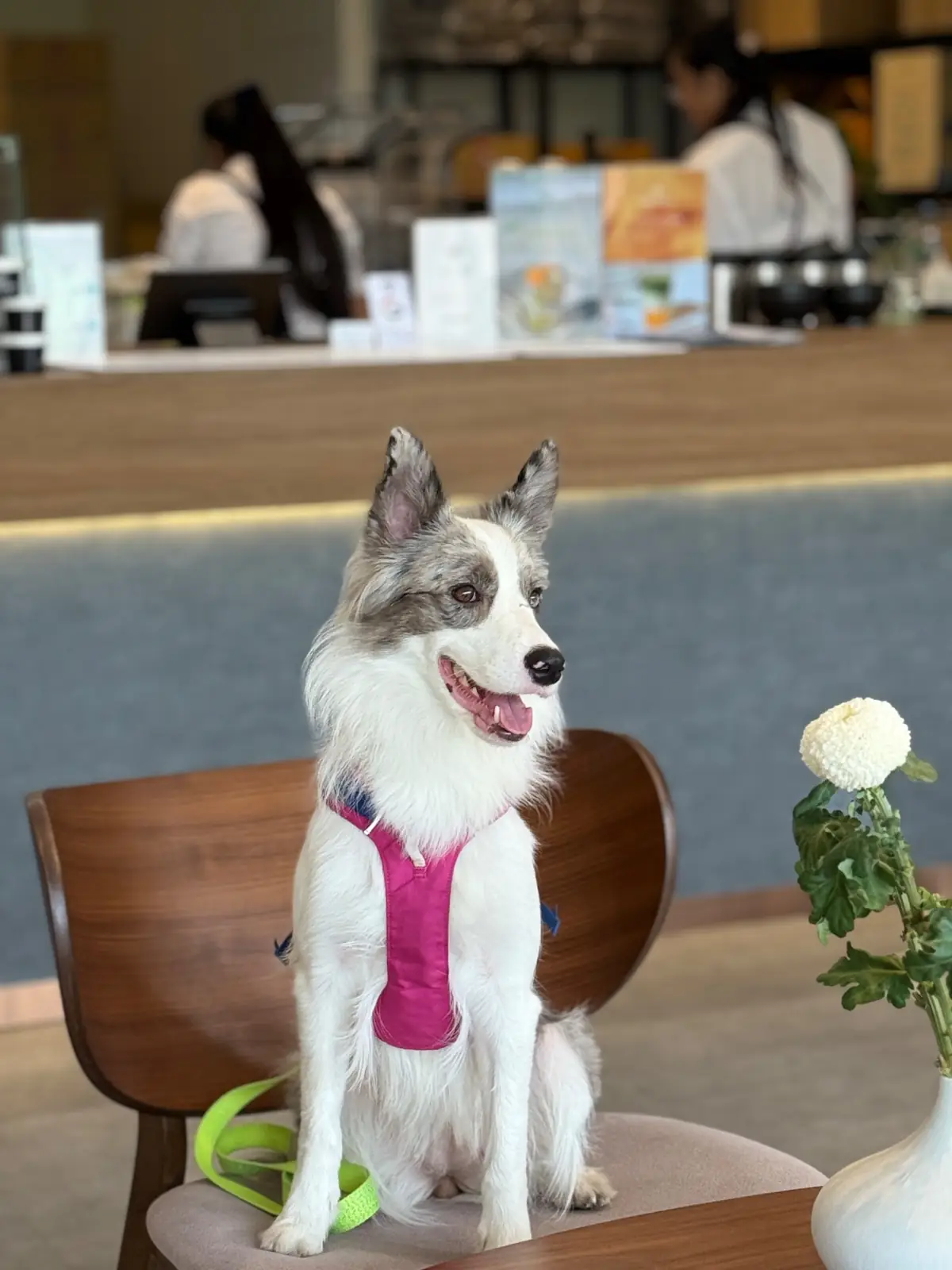 7SUNS HQ pets image 2