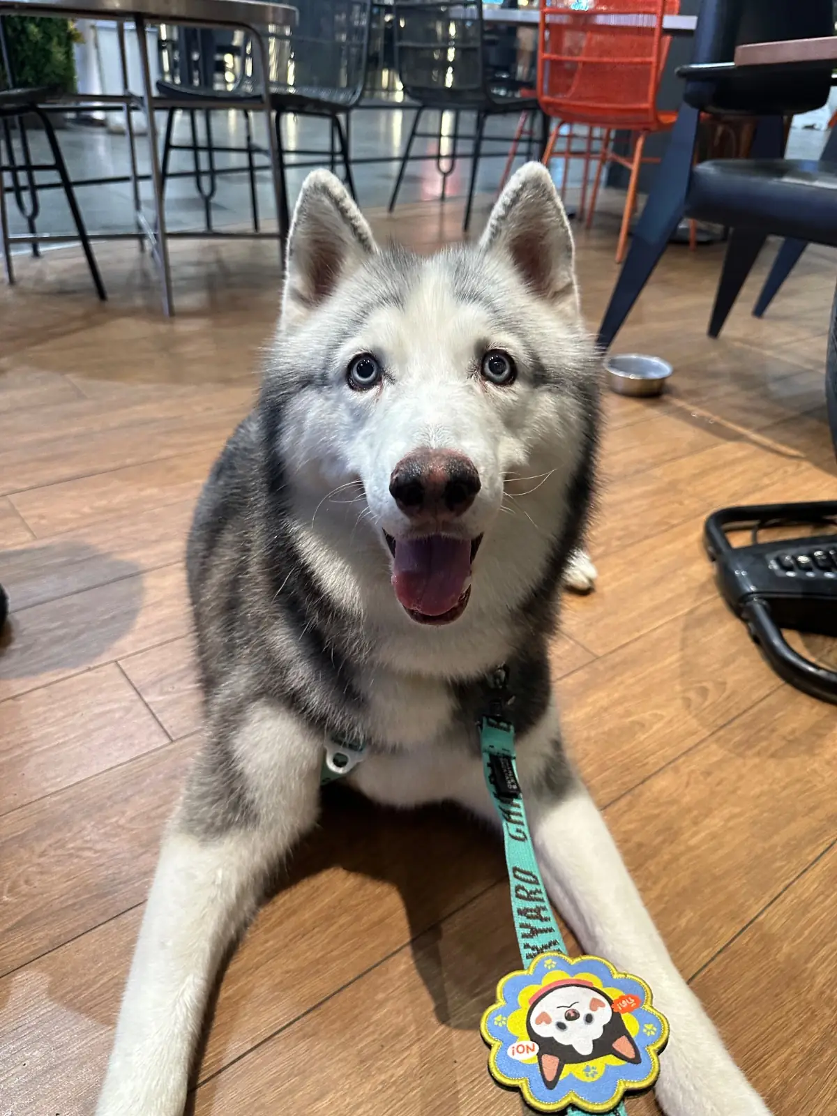Greyhound Cafe - Central EastVille pets image 1