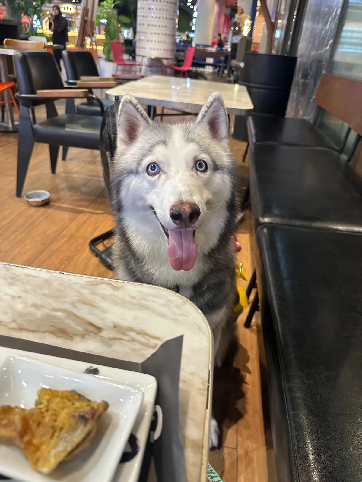 Greyhound Cafe - Central EastVille pets image 2