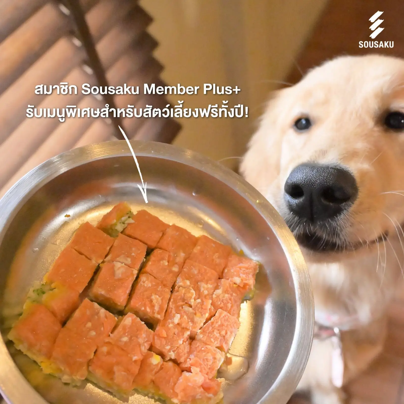 Sousaku - Central Eastville pets image 3