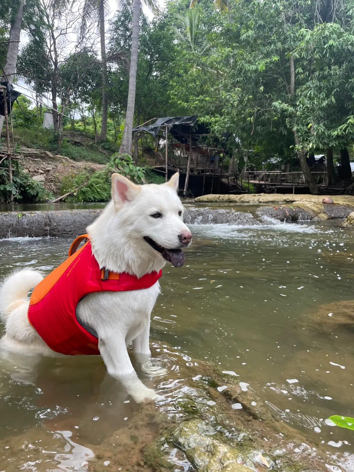 น้ำตกดงพญาเย็น pets image 1