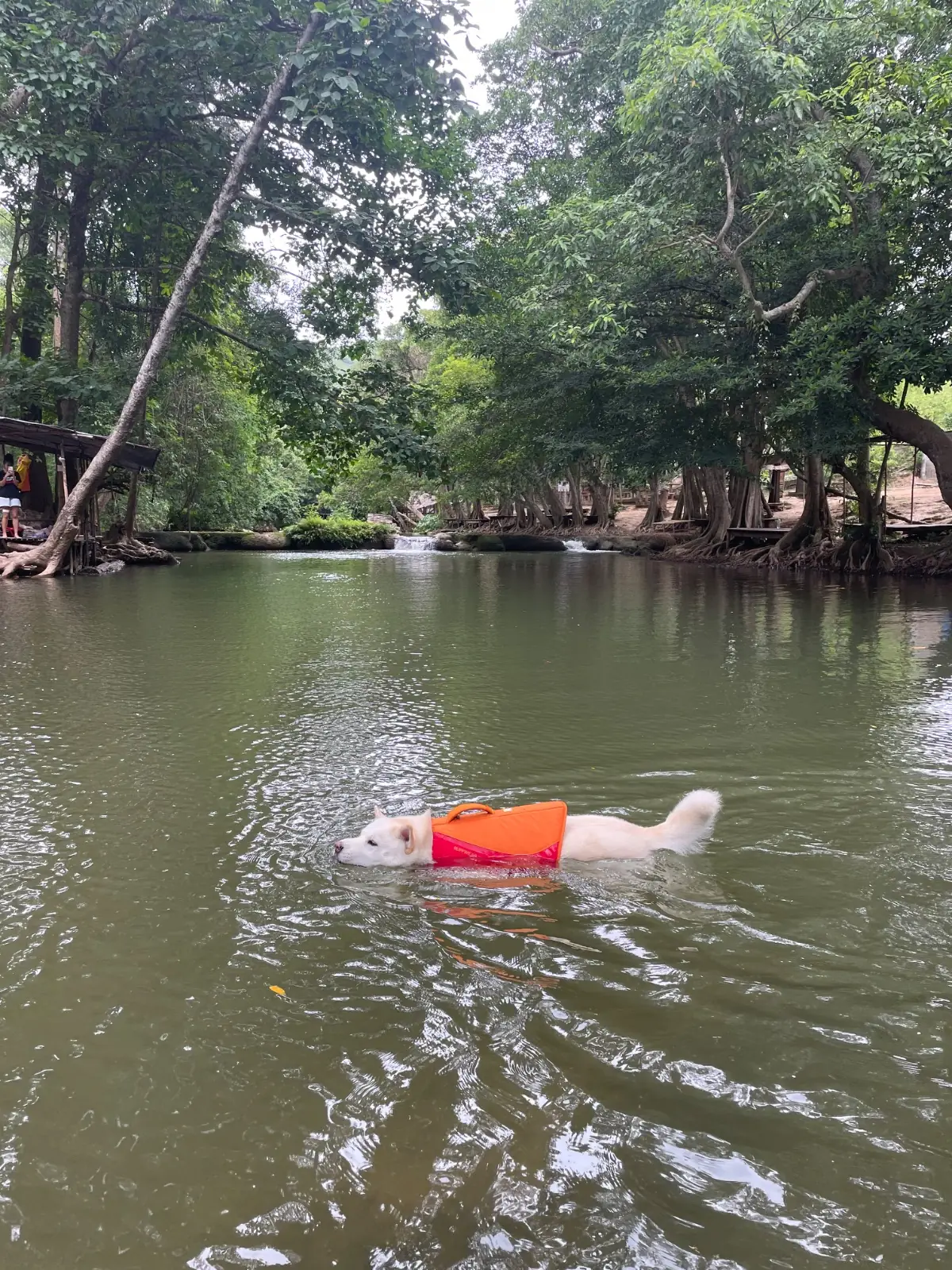 น้ำตกดงพญาเย็น pets image 3