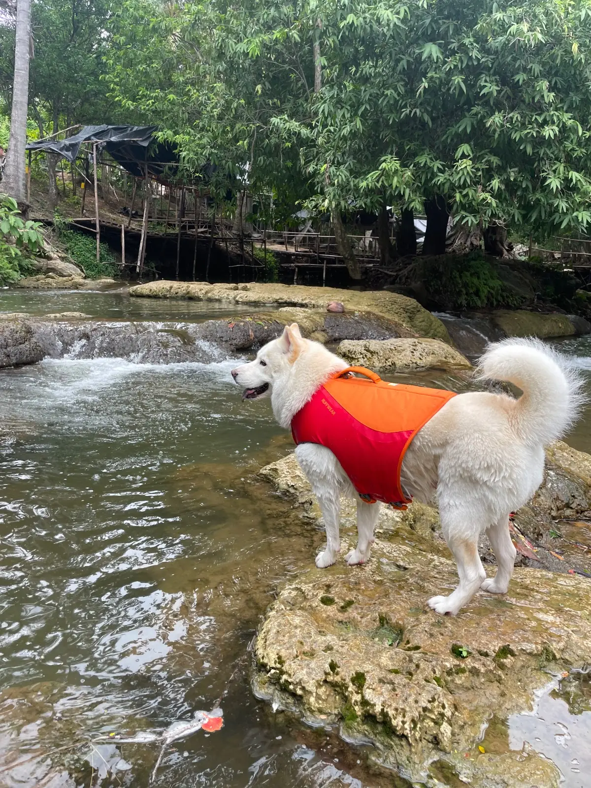 น้ำตกดงพญาเย็น pets image 2